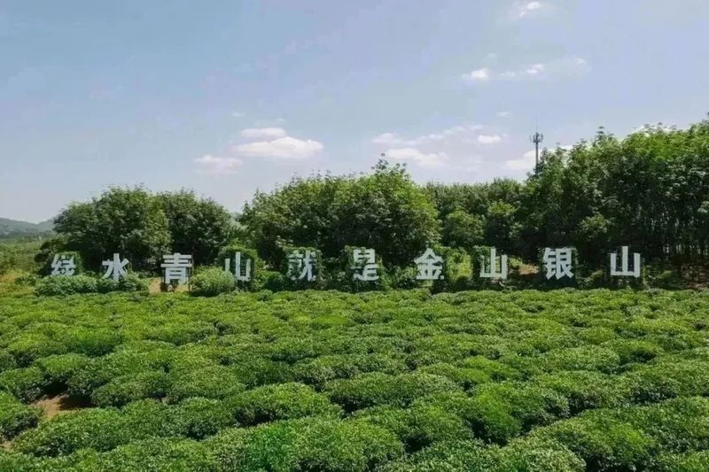 关于封关运作关键之年，海南这个宝藏茶区藏不住了！的信息(3)