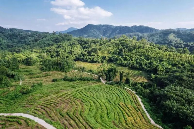 关于封关运作关键之年，海南这个宝藏茶区藏不住了！的信息