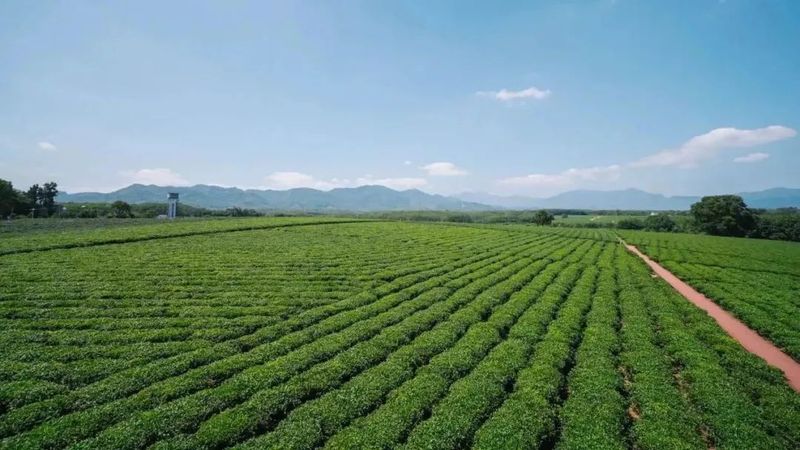 关于封关运作关键之年，海南这个宝藏茶区藏不住了！的信息(2)