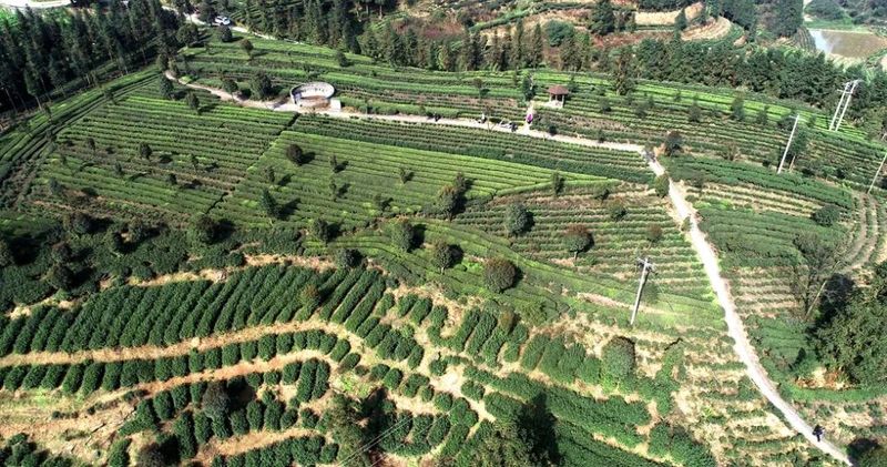 关于13.34亿元 高县茶业实现“开门红”的资讯(1)