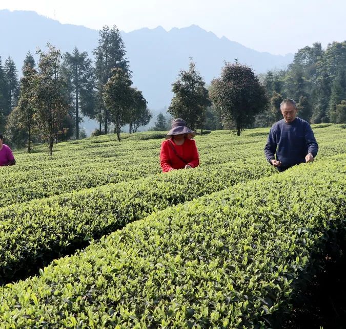 关于13.34亿元 高县茶业实现“开门红”的资讯