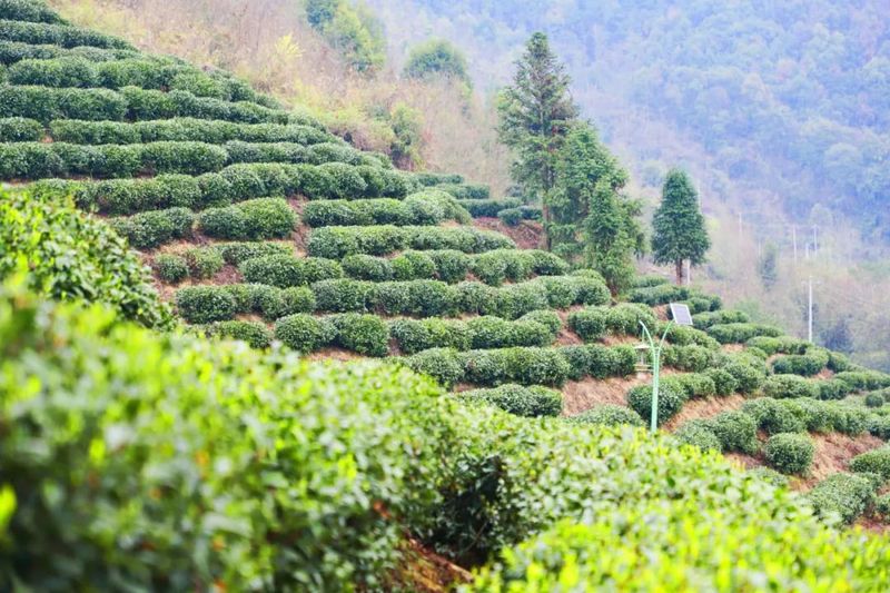 有关于张氏茶庄：依托“千年茶乡”品牌做大做强“茶文章”的消息