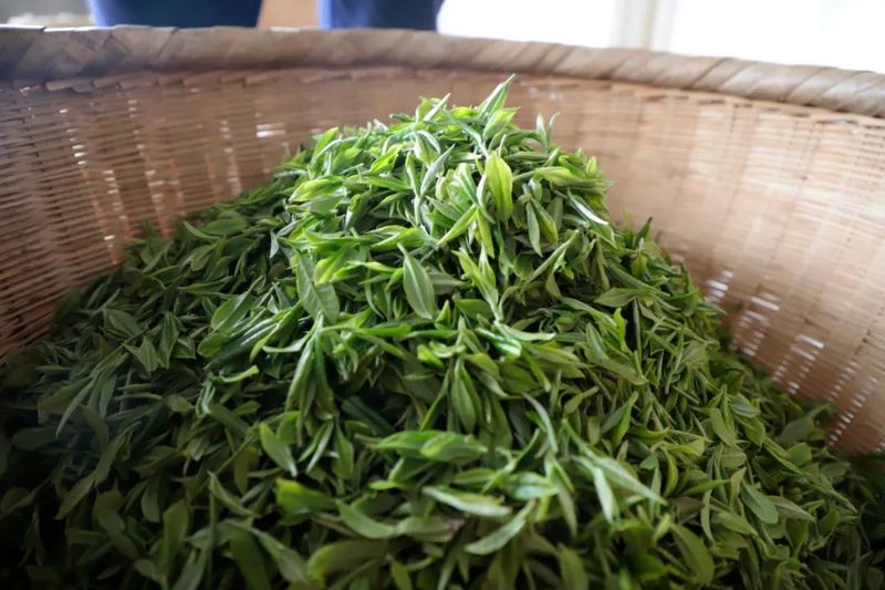 有关于张氏茶庄：依托“千年茶乡”品牌做大做强“茶文章”的消息(2)