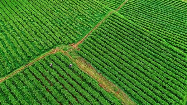 关于湖南十大名茶之最 花垣十八洞黄金茶的新闻