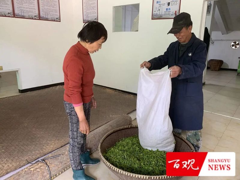 有关于不负农时好春光！上虞这里的400亩春茶迎来采收季的新闻(3)