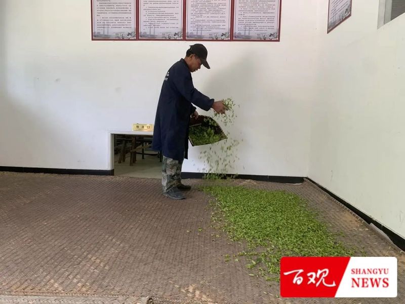 有关于不负农时好春光！上虞这里的400亩春茶迎来采收季的新闻(2)