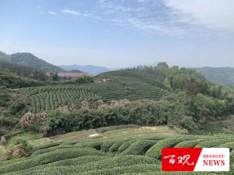 有关于不负农时好春光！上虞这里的400亩春茶迎来采收季的新闻