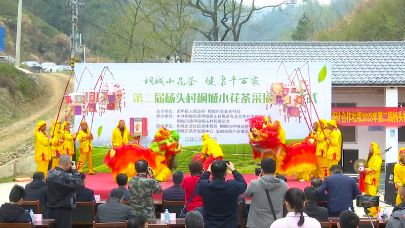 关于2023第二届杨头村桐城小花茶采摘开园仪式举行的相关信息(11)