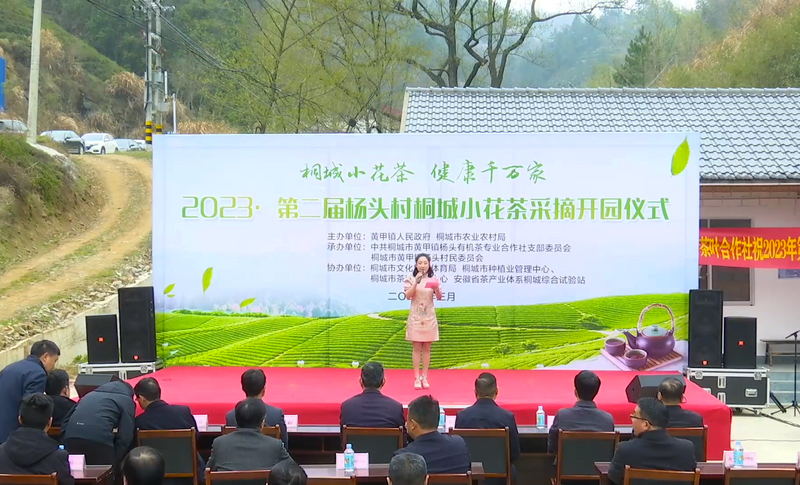 关于2023第二届杨头村桐城小花茶采摘开园仪式举行的相关信息(1)
