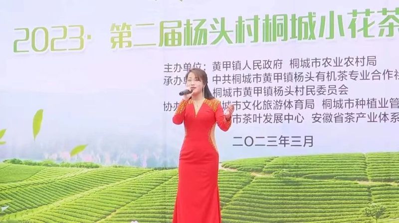 关于2023第二届杨头村桐城小花茶采摘开园仪式举行的相关信息(12)