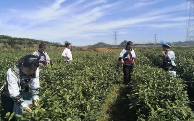 有关于对门山村：茶园春意浓 茶农采摘忙的消息(1)