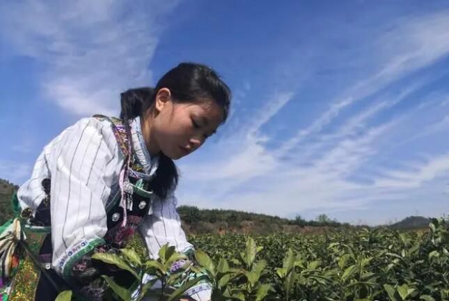 有关于对门山村：茶园春意浓 茶农采摘忙的消息