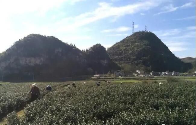 有关于对门山村：茶园春意浓 茶农采摘忙的消息(2)