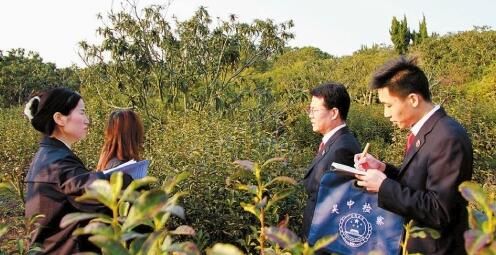 关于苏州吴中：春茶采摘季，送法正当时的新闻