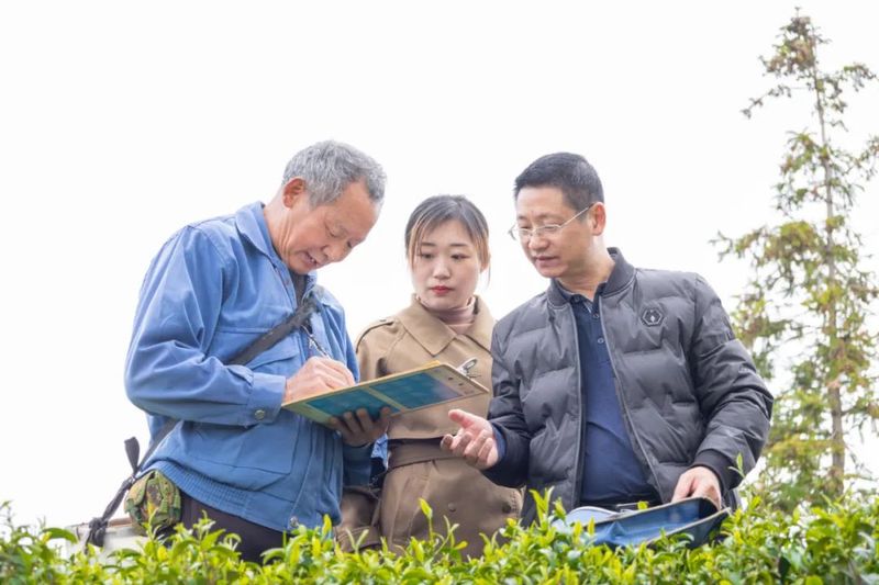 有关于松溪县开展茶叶农药残留联合抽样活动的相关内容(2)