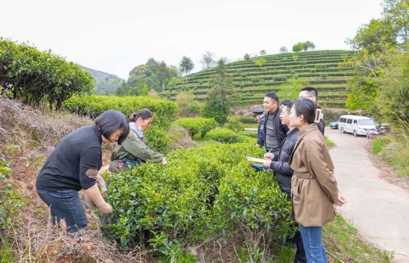 有关于松溪县开展茶叶农药残留联合抽样活动的相关内容