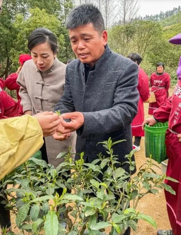 有关于春来采茶忙：余杭黄湖“文化+技能”培训促振兴的内容