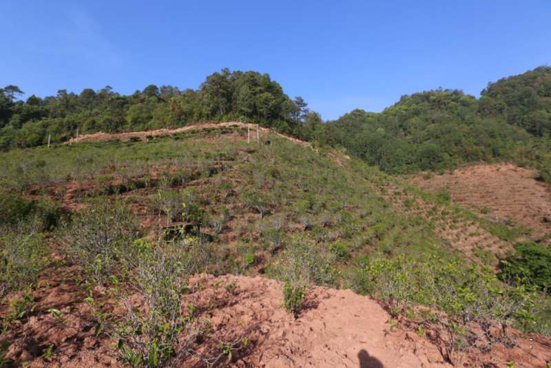 有关于赴一场春茶之约 镇沅老乌山春茶开采节等你来踏青品茶的相关信息(8)