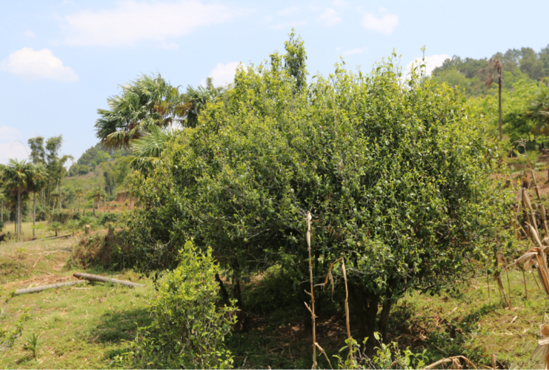 有关于赴一场春茶之约 镇沅老乌山春茶开采节等你来踏青品茶的相关信息(4)