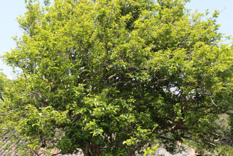 有关于赴一场春茶之约 镇沅老乌山春茶开采节等你来踏青品茶的相关信息(5)
