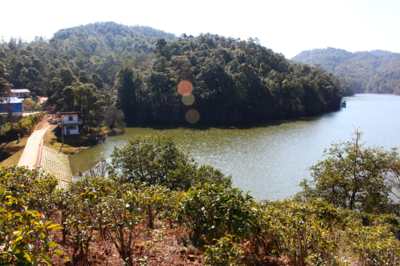 有关于赴一场春茶之约 镇沅老乌山春茶开采节等你来踏青品茶的相关信息(6)