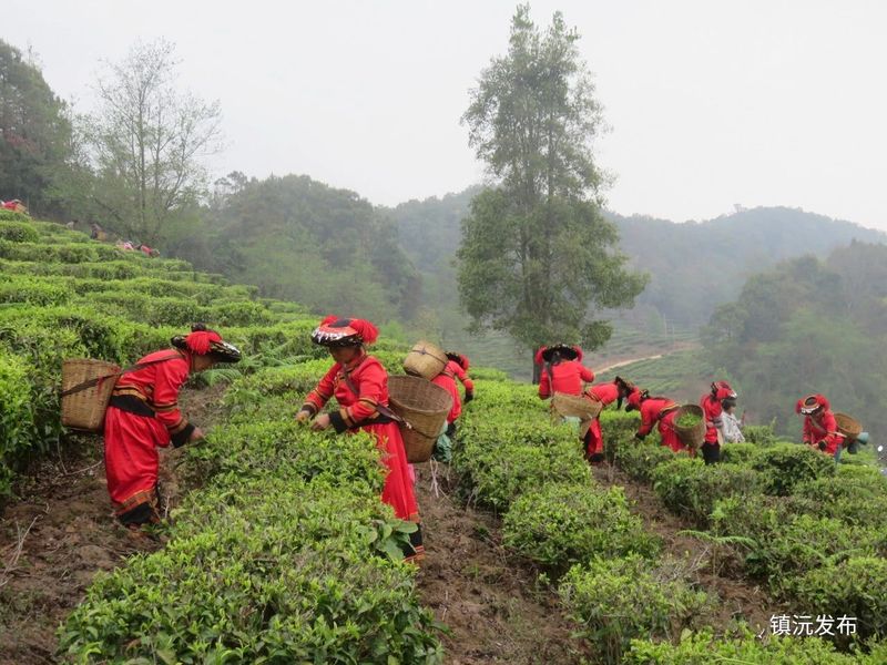 有关于赴一场春茶之约 镇沅老乌山春茶开采节等你来踏青品茶的相关信息(2)