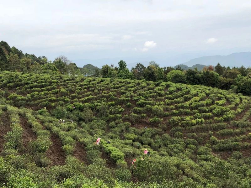 有关于赴一场春茶之约 镇沅老乌山春茶开采节等你来踏青品茶的相关信息(3)