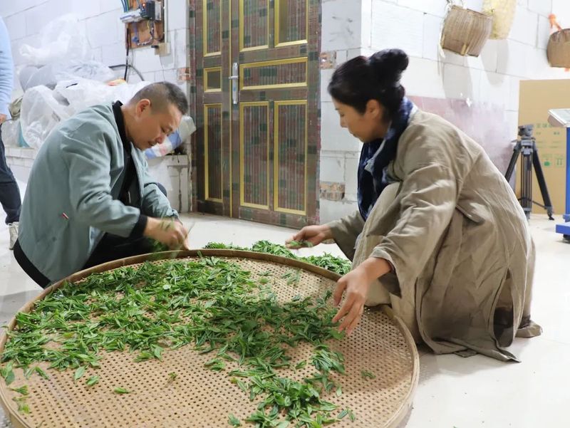 有关于九龙 春茶采摘正当时 好茶引得客商来的新闻(1)