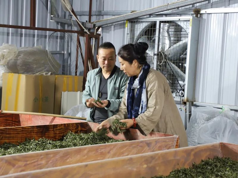 有关于九龙 春茶采摘正当时 好茶引得客商来的新闻(2)