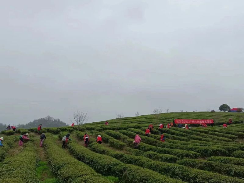 关于合作共赢谋发展,助产业增效茶农增收的相关内容