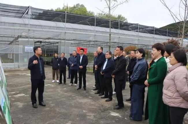 关于2023年陕西省茶产业技术体系工作座谈会在商南召开的资讯(3)