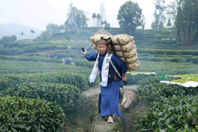 关于2023成都（邛崃）采茶季暨邛崃黑茶文化旅游节开幕的最新消息(4)