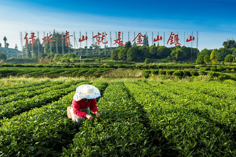 关于2023成都（邛崃）采茶季暨邛崃黑茶文化旅游节开幕的最新消息(2)