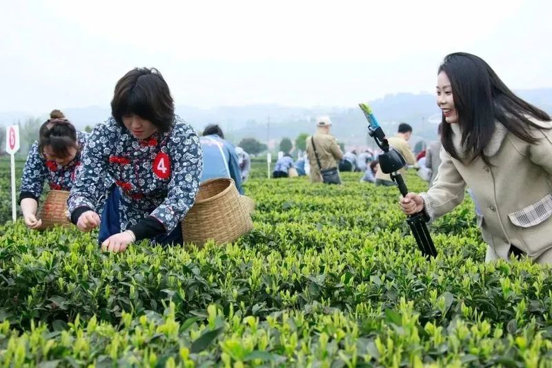 关于2023成都（邛崃）采茶季暨邛崃黑茶文化旅游节开幕的最新消息(14)