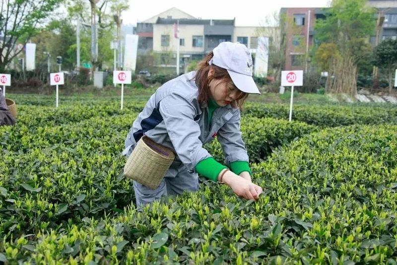关于2023成都（邛崃）采茶季暨邛崃黑茶文化旅游节开幕的最新消息(13)