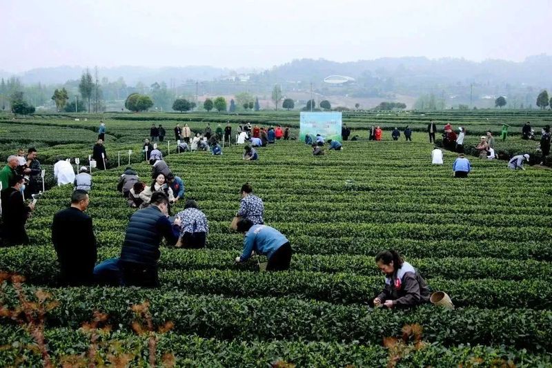 关于2023成都（邛崃）采茶季暨邛崃黑茶文化旅游节开幕的最新消息(15)