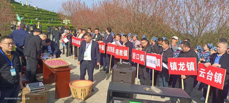 关于平昌春韵浓，采茶显身手：平昌县首届茶旅游康养手工采茶比赛圆满举办的资讯(4)