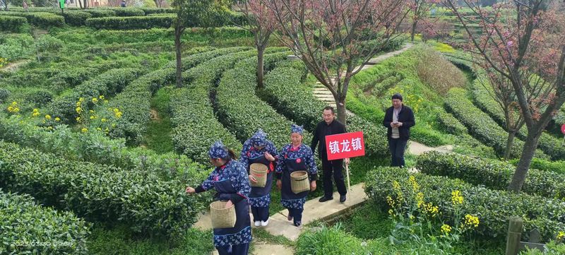 关于平昌春韵浓，采茶显身手：平昌县首届茶旅游康养手工采茶比赛圆满举办的资讯(6)