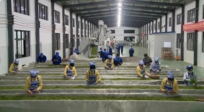 关于谷城：品味春天 从一杯绿茶开始的内容(6)