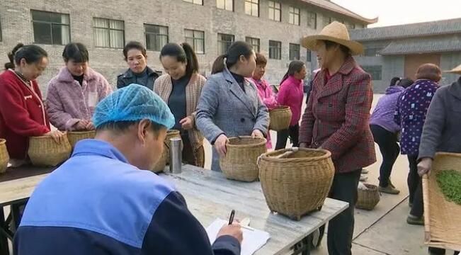 关于谷城：品味春天 从一杯绿茶开始的内容(5)