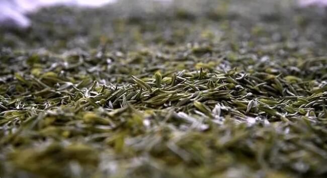 关于谷城：品味春天 从一杯绿茶开始的内容(4)