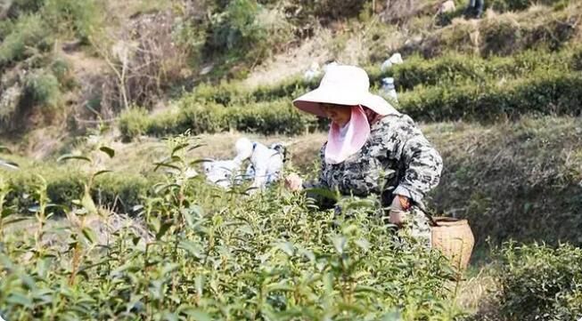 关于谷城：品味春天 从一杯绿茶开始的内容(1)