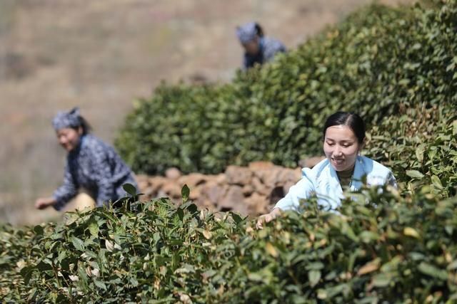 关于临沂：沂蒙春茶开采啦！的资讯(1)