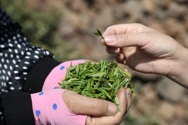 关于临沂：沂蒙春茶开采啦！的资讯(3)