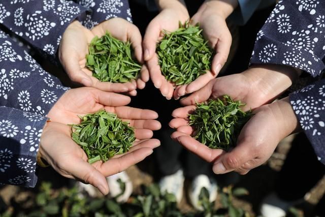 关于临沂：沂蒙春茶开采啦！的资讯(2)