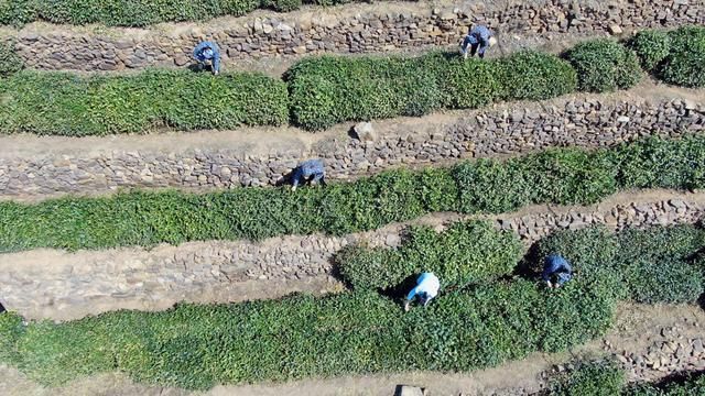 关于临沂：沂蒙春茶开采啦！的资讯(5)