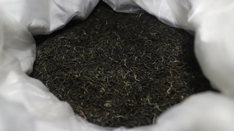 有关于春暖茶飘香！思茅倚象万亩有机茶园采摘忙的相关信息(6)