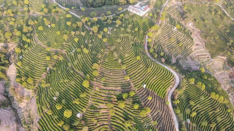 有关于春暖茶飘香！思茅倚象万亩有机茶园采摘忙的相关信息(7)