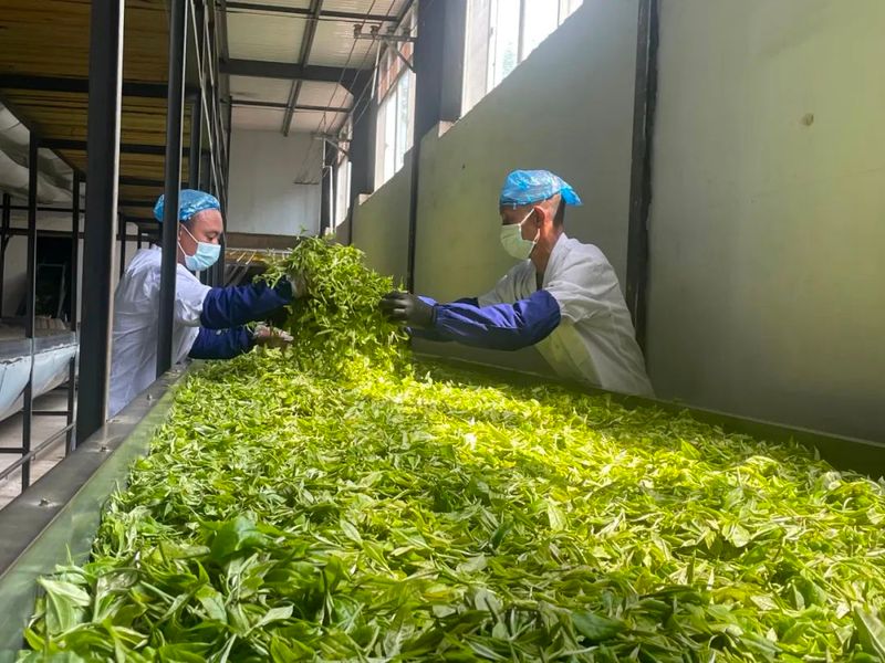 有关于春暖茶飘香！思茅倚象万亩有机茶园采摘忙的相关信息(5)