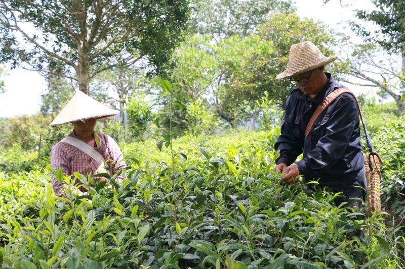 有关于春暖茶飘香！思茅倚象万亩有机茶园采摘忙的相关信息(3)